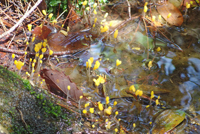 湖南アルプス山中の水源から黄色い頭を出す冠茸（カンムリタケ）