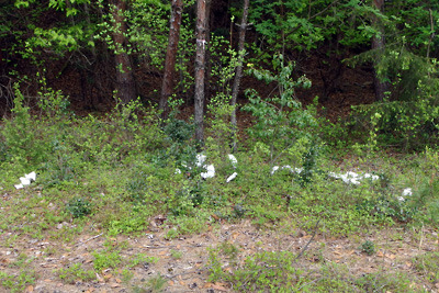 湖南アルプス山中の野営地傍に放置された無数のトイレットペーパー
