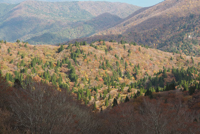 武奈ヶ岳山頂から見た、東方は広谷の天然林の紅葉・黄葉