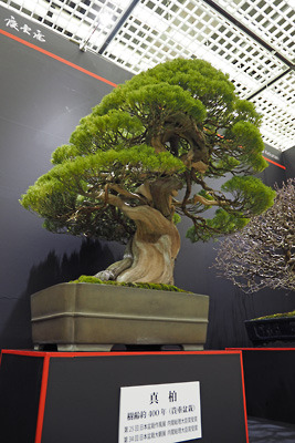 第41回日本盆栽大観展に展示される樹齢400年の真柏の貴重盆栽
