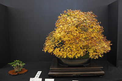 第41回日本盆栽大観展に展示される楓紅葉の盆栽作品