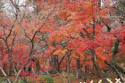 京都・永観堂の放生池辺りの紅葉。2021年12月5日撮影