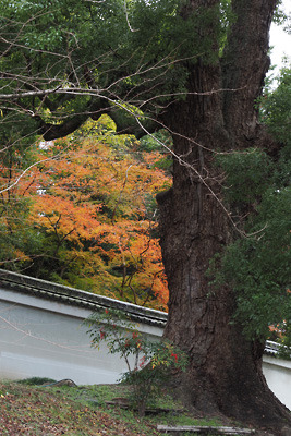 京都・青蓮院の大楠越しの紅葉。2021年12月5日撮影