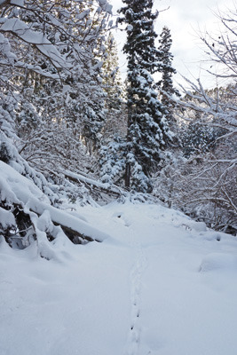 雪に埋もれる芹生から雲取山方面に続く林道とその上に続く獣の足跡。令和3（2021）年12月19日朝撮影