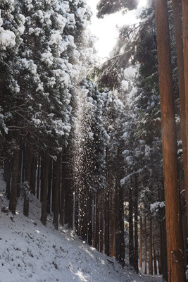 京都北山（丹波高地）・雲取山下の林道上に崩れ落ちる北山杉の積雪。令和3（2021）年12月19日撮影