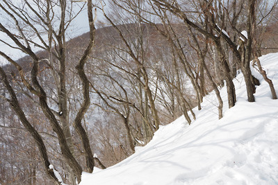 冬枯れの樹と雪のみの野坂山地の山肌。赤坂山への途上にて。2022年1月9日撮影