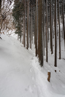 花脊峠横の植林地から旧花脊峠に続く雪の登山ルート。2022年1月15日撮影