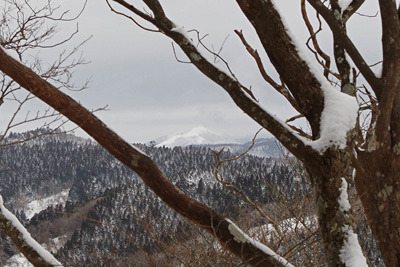 天狗杉付近の広尾根樹間から見えた、白く雪を戴く比良山脈主峰・武奈ヶ岳。2022年1月15日撮影