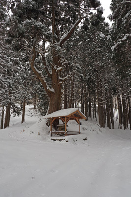 雪に塗れる旧花脊峠の祠と大杉。2022年1月15日撮影