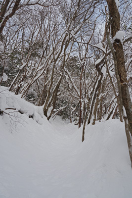 京都北山の花脊峠西の尾根上に続く半間程の窪み状の古道。2022年1月15日撮影