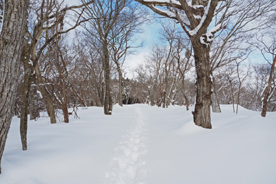 京都北山の寺山付近の尾根の雑木林に続く雪に埋もれた林道とスノーシューハイカーの跡。2022年1月15日撮影