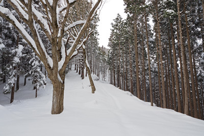 京都北山の寺山峠から地蔵杉山方面に続く雪の林道。2022年1月15日撮影