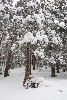 京都北山の地蔵杉山山頂直下の雪深い樹林の急登。2022年1月15日撮影