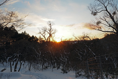京都北山・天狗杉山頂近くの雪の雑木林から見えた夕陽。2022年1月15日撮影