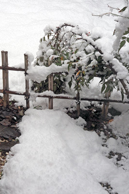 雪の重みで竹垣に倒れかかる庭の南天。雪が止み、少し積雪が融けた2022年1月21日午前10時半頃撮影
