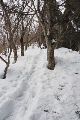 蛇谷ヶ峰と滝谷ノ頭間に続く先行者の足跡ある雪の縦走路。2022年1月28日撮影
