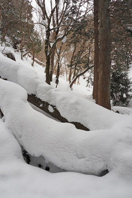 京都北山・雲取山直下の支流谷への三ノ谷からの入口を塞ぐ倒木と深雪。2022年2月5日撮影