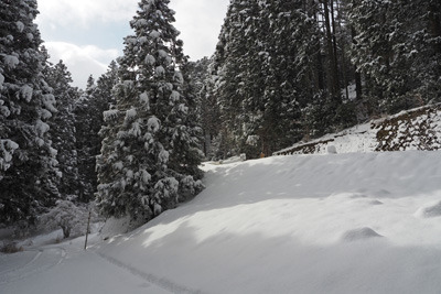樹々や路上共々多くの雪に覆われる比良山脈南端部の霊仙山・権現山登山口付近。2022年2月18日撮影