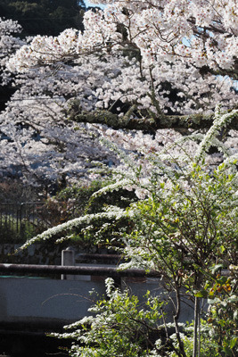 東山山麓の桜の名所「哲学の道」の端点・若王子（にゃくおうじ）付近で咲き誇る雪柳や桜。2022年4月4日撮影