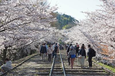 インクラインの土手上に続く軌道と両側の桜並木及び大勢の観覧者。2022年4月4日撮影