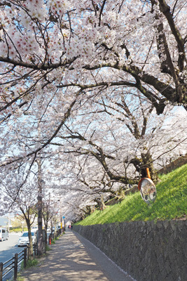 京都蹴上のインクライン土手上から歩道を包み込むように咲く満開の桜。2022年4月4日撮影