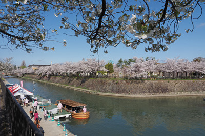 京都市岡崎地区を流れる琵琶湖疏水沿いの桜並木と観光用十石舟。2022年4月4日撮影