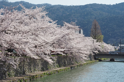 京都市岡崎地区を流れる琵琶湖疏水沿いの桜並木と走り去る観光用十石舟。2022年4月4日撮影