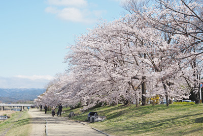 京都賀茂川（鴨川）沿いの満開の桜並木。2022年4月4日撮影