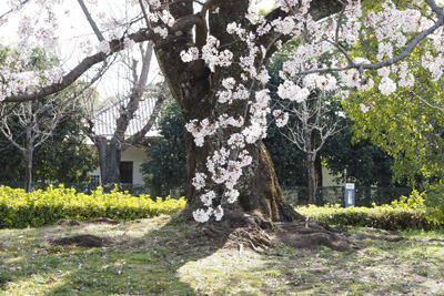 川風に花弁舞う京都賀茂川（鴨川）の桜。2022年4月4日撮影