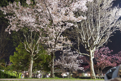 京都岡崎公園グランド横・平安神宮前の夜桜。2022年4月6日撮影