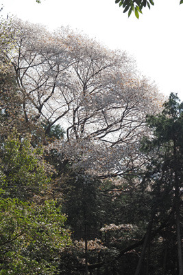 京都東山山中の古道上に盛りの花を覗かせる大山桜の花弁。2022年4月10日撮影