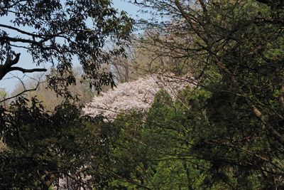 京都東山山中に盛りの花を覗かせる大山桜。2022年4月10日撮影