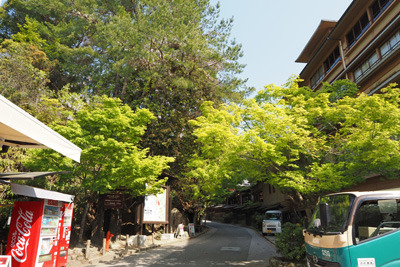 厳島神社裏のロープウェイ駅行バス停付近の新緑や青紅葉