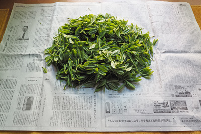京都東山山中の野生茶樹から摘み、選別のため新聞上に出した新茶葉