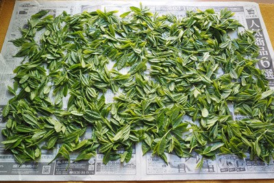 縁側の新聞紙上に山茶の新茶葉を広げて行う萎凋作業