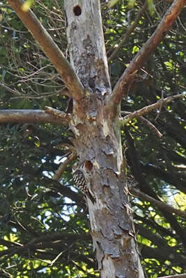 滋賀・湖南アルプス山中の野営地近くの枯木に現れた啄木鳥（きつつき）