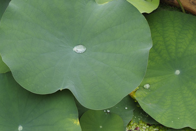 京都黒谷・金戒光明寺西雲院の蓮の葉とそこに載る水滴