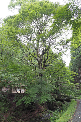 旧芹生小中学校前・淀川源流灰屋川傍に聳えるブナの大木
