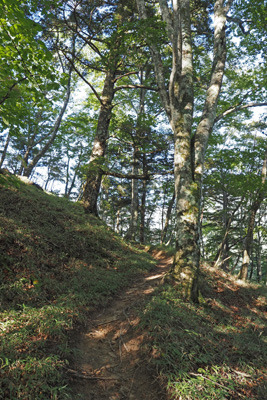 ブナやクマザサ等が生える、甲斐駒ヶ岳・黒戸尾根ルートの標高1500m付近の森