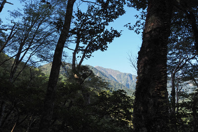 甲斐駒ヶ岳・黒戸尾根道の樹間から見えた頂上方面