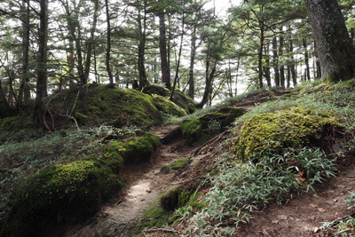 甲斐駒ヶ岳・黒戸尾根道の標高1900m弱の地点の、苔ある庭園の様な森