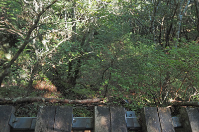 甲斐駒ヶ岳・黒戸尾根道に現れた急斜に付けられた梯子桟道下の急崖