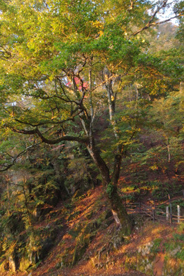 朝日に赤らむ、京都府北部の大江山8合目・鬼嶽稲荷神社横のブナの大木等の原生林