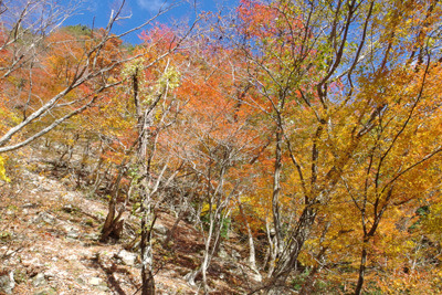滋賀県西部・比良山脈の金糞峠下の谷なかでみた美麗な紅黄葉