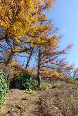 比良山脈・権現山山頂近くの唐松らしき樹々の見事な黄葉