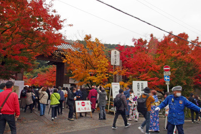 雨天ながら参観者で賑わう京都永観堂門前と最盛期となった紅葉