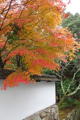 京都・南禅寺天授庵の紅葉