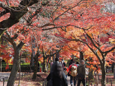 観光客の頭上に楓紅葉の落葉が降りかかる、京都・真如堂境内