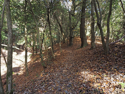 瓜生山の尾根道に残る瓜生山城の郭跡と、落ち葉ある明るい秋山の雰囲気