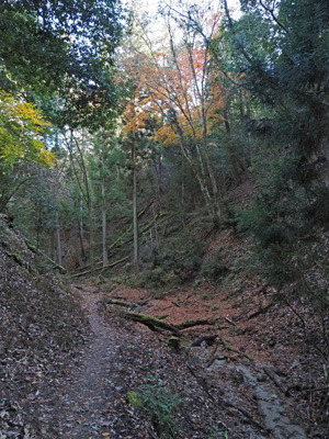瓜生山山頂北から続く谷道の紅葉ある秋風情